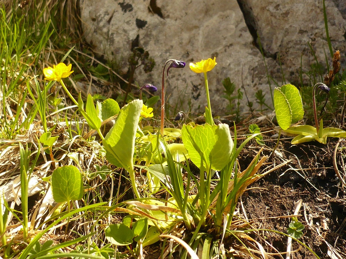 Ranunculus thora (Ranunculaceae)